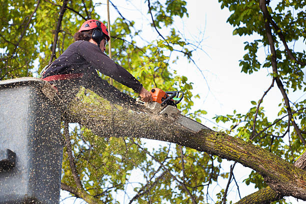 Emergency Storm Tree Removal in Central Gardens, TX